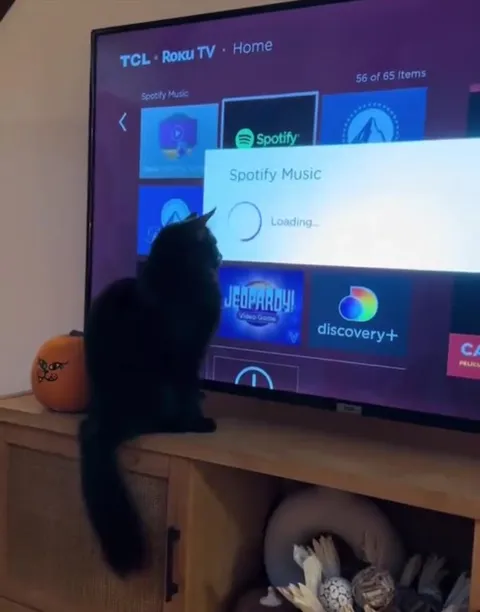 Cat Waits for Spotify to Load