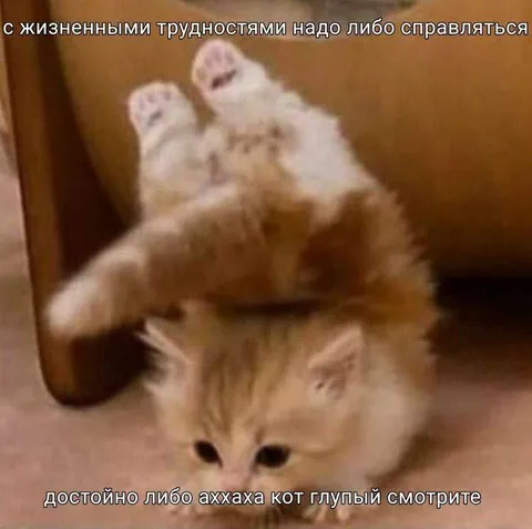 Кот справляется с трудностями
