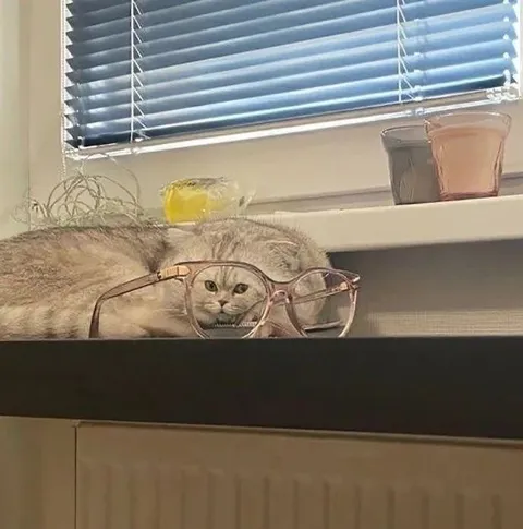 Кот в очках лежит на полке