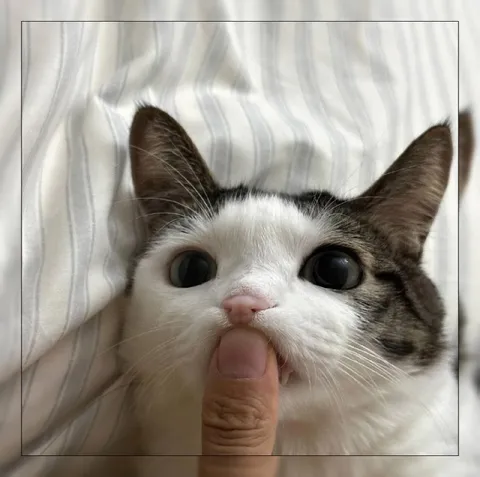 Кот с пальцем во рту