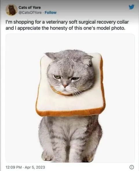 Cat Wearing a Bread Collar