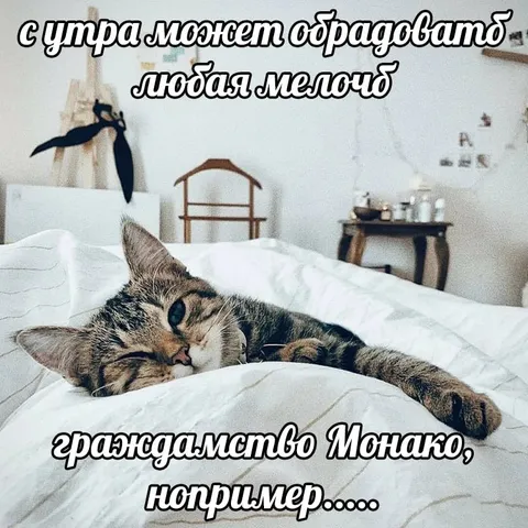 Кот и неожиданный сюрприз