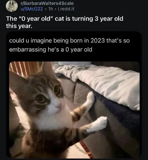 The Embarrassing Zero-Year-Old Cat