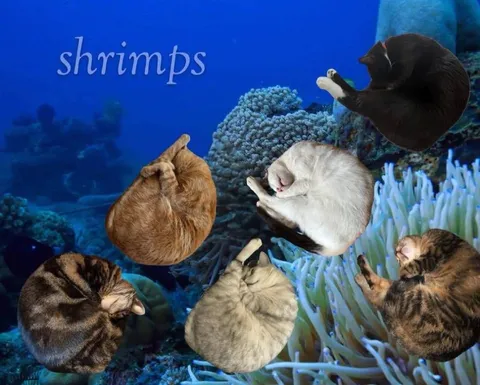 Cats Disguised as Shrimps
