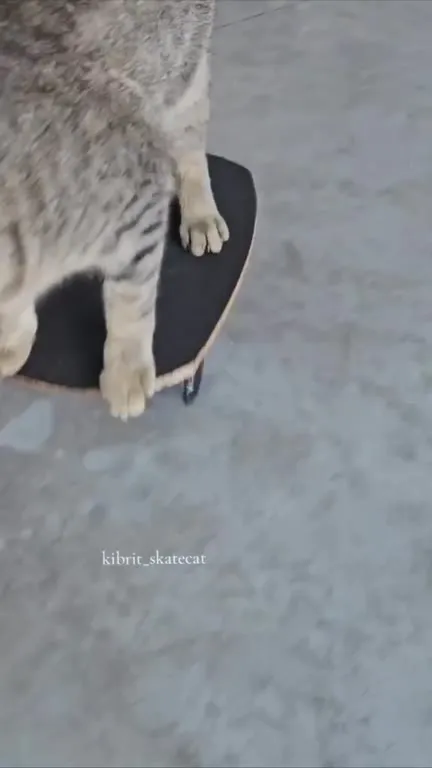 Кот катается на скейтборде