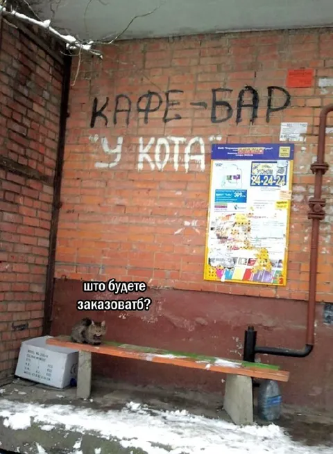 Кофе-бар у кота