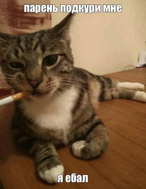 Кот просит прикурить
