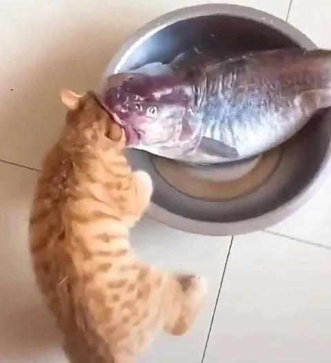 Кот целует большую рыбу