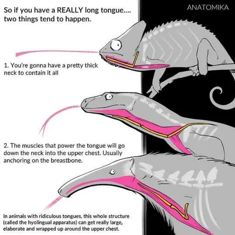 What Happens With a Really Long Tongue