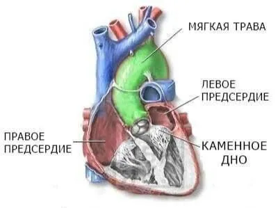 Сердце с мягкой травой