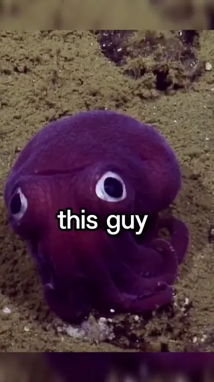 Purple Octopus Does Nothing