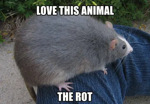 Love This Animal The Rot