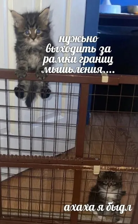 Кот выходит за рамки мышления