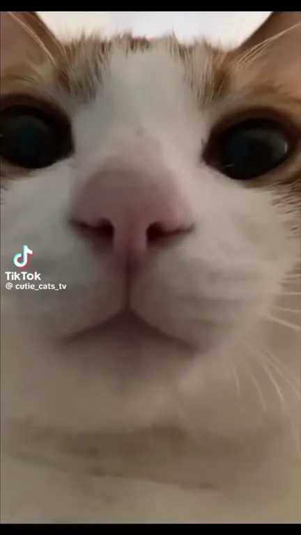 Кот смотрит прямо в душу