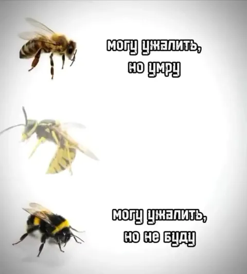 Пчела, оса и шмель