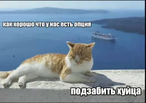 Кот подзабитить хуица
