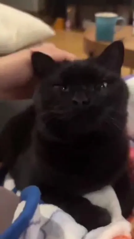 Недовольный чёрный кот мурлычет