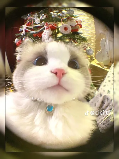Кот смотрит прямо в душу