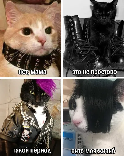 Коты переживают трудный период