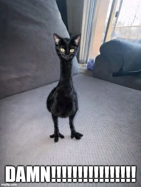 Damn, elongated cat