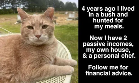 Cat Financial Advice Meme