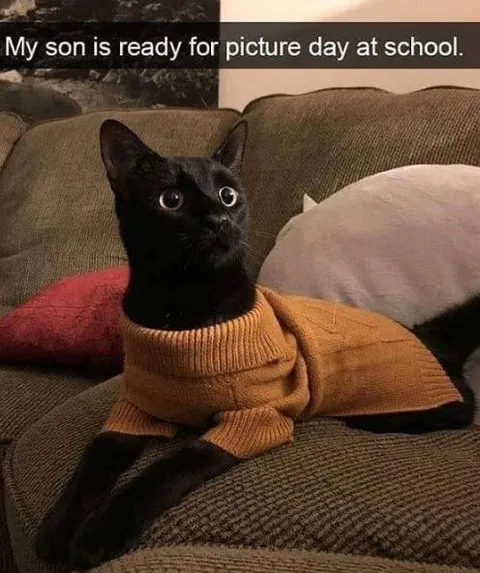 Black Cat Ready for Picture Day