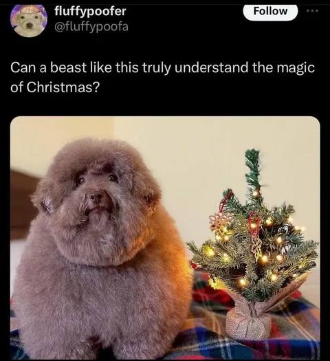 Dog Understands Christmas