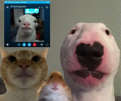 Animals in a Video Meeting