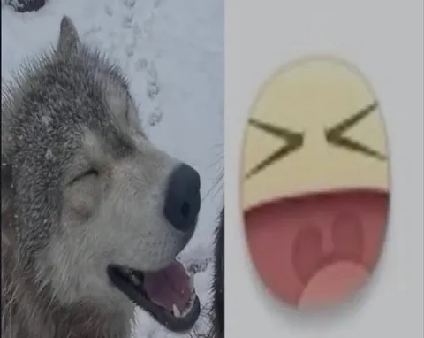 Смеющийся волк и эмодзи