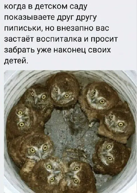 Совы показывают письки в детсаду