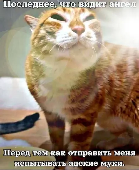 Кот перед адскими муками