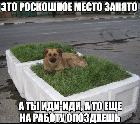 Роскошное место занято собакой