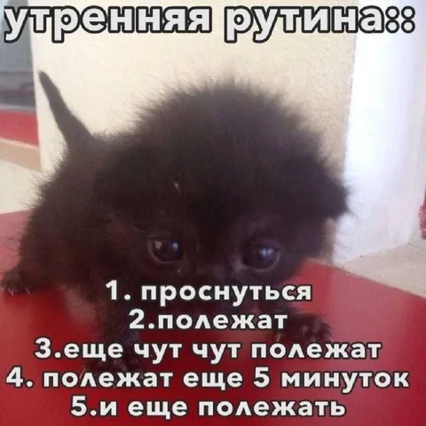Утренняя рутина с котом