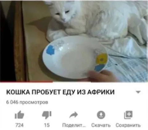 Кошка пробует еду из Африки