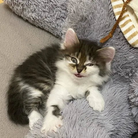 Котёнок подмигивает