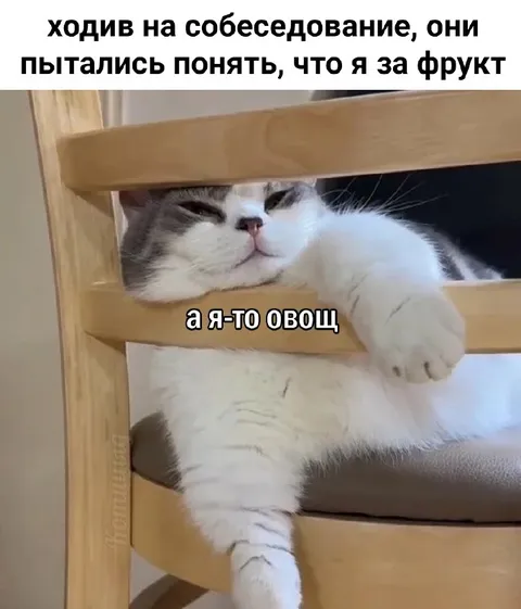 Кот овощ на собеседовании
