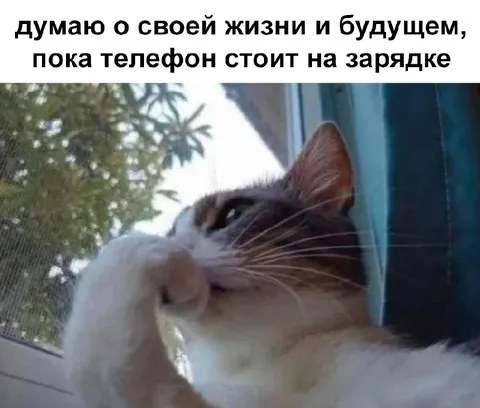 Кот думает о будущем