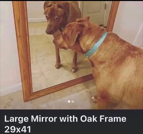 Dog Confused by Mirror
