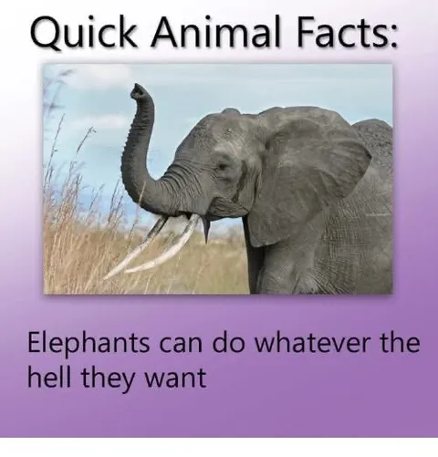 Elephants Do Whatever They Want