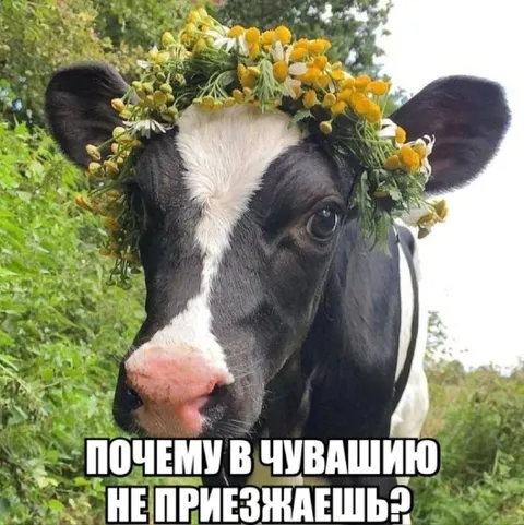 Почему в Чувашию не приезжаешь