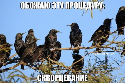 Обожаю эту процедуру: скворцевание