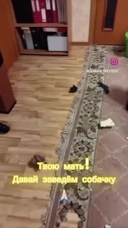 Давай заведём собачку