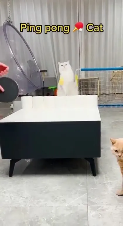Ping Pong Cat Confusion