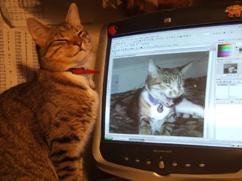 Кот смотрит на себя в компьютере