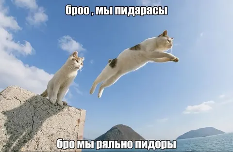 Коты прыгают в море