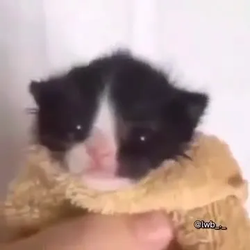 Котёнок читает рэп