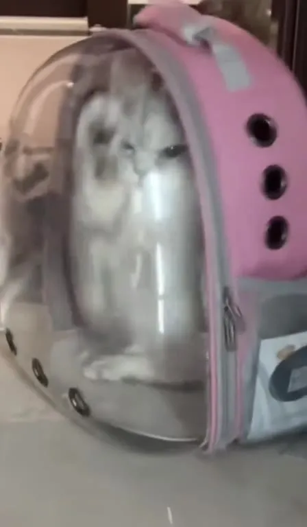 Кот в прозрачном рюкзаке