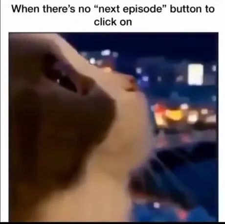 Cat Waits for the Next Episode