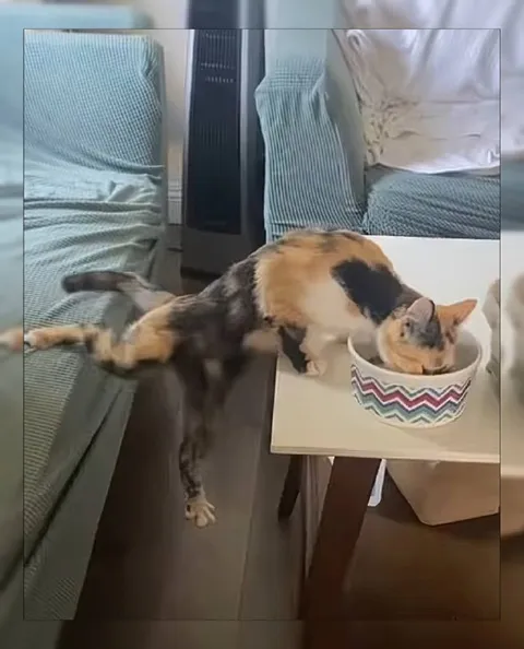 Кошка целиком в миске