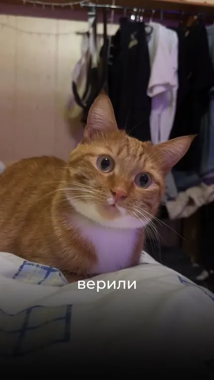 Кот и дух позора